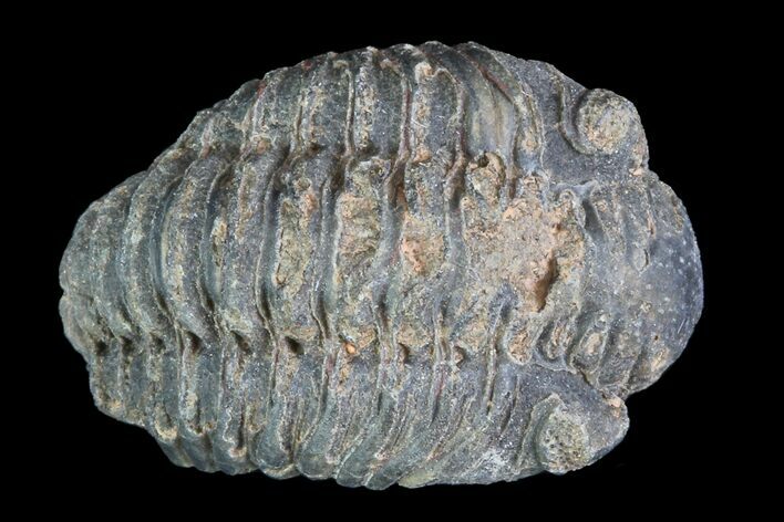 Small Acastoides Trilobite Fossil - Morocco #76433